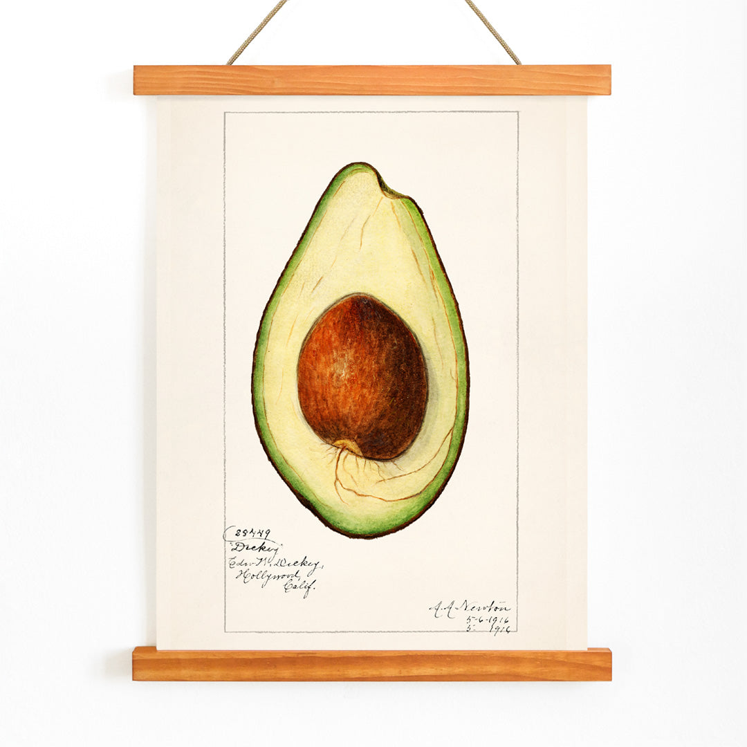 Botanical illustration of avocado Persea by Amada Almira Newton detailed poster with seed and green flesh, with wooden magnetic frame on white background
