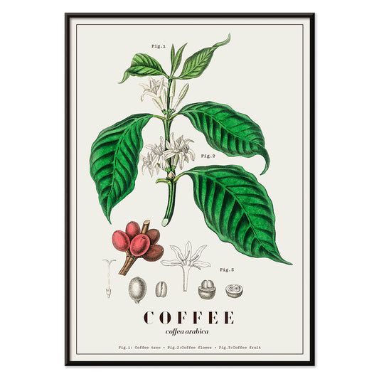 Botanical illustration and poster of Coffea arabica plant by John Stephenson featuring detailed coffee tree leaves and fruits, with black aluminium frame on white background