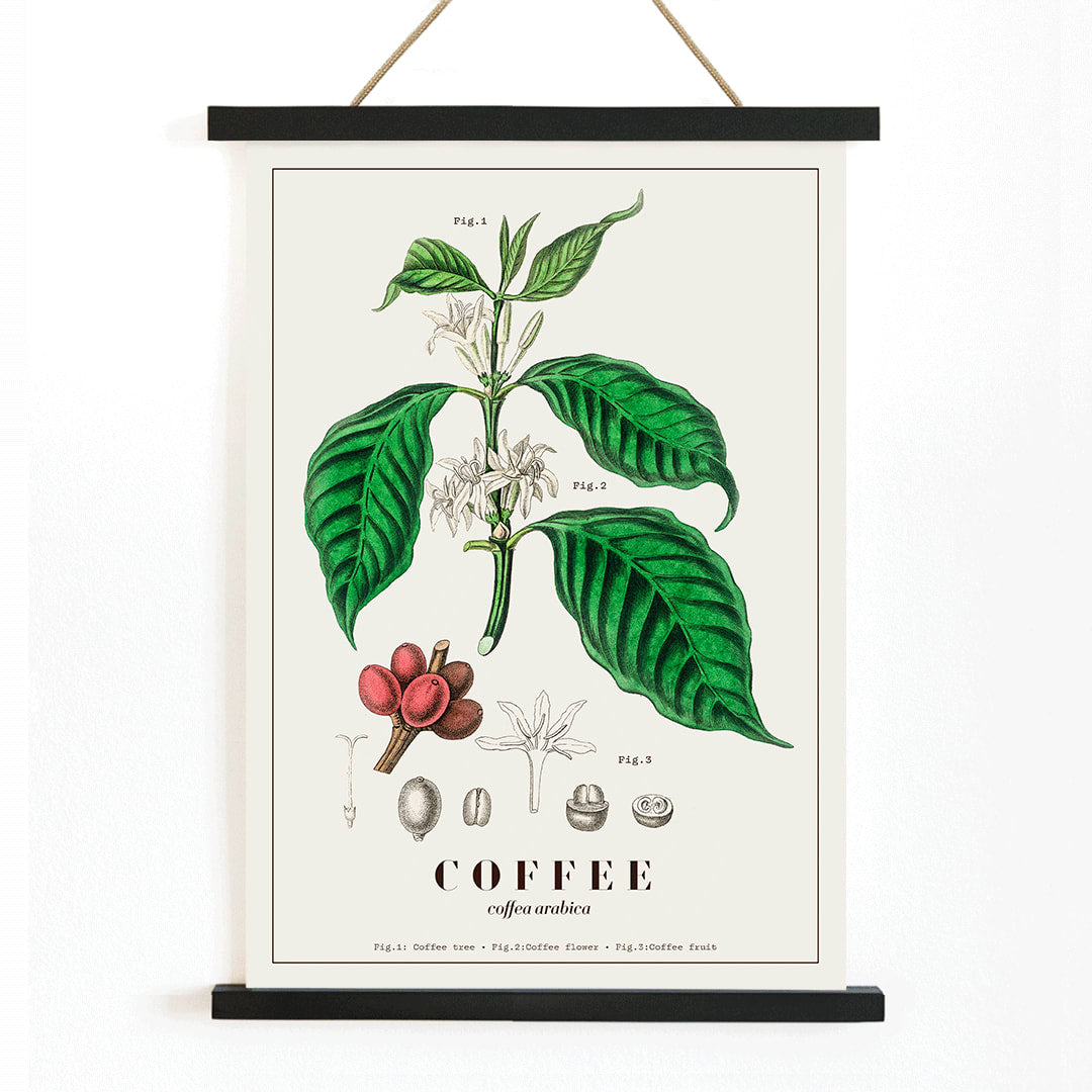 Botanical illustration and poster of Coffea arabica plant by John Stephenson featuring detailed coffee tree leaves and fruits, with wooden magnetic frame on white background