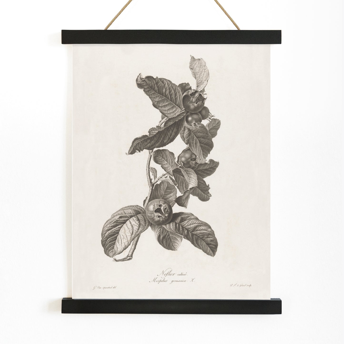 Black and white botanical illustration of medlar fruit and leaves by Pierre Francois Legrand, with wooden magnetic frame on white background