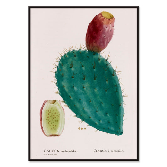 Botanical illustration poster of prickly pear cactus with fruit by PJ Redoute titled Cactus cochenillifer, with black aluminium frame on white background