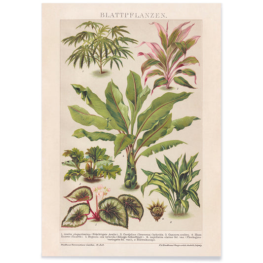 Colorful botanical illustration poster of various tropical foliage plants by Friedrich Arnold Brockhaus, with black aluminium frame on white background