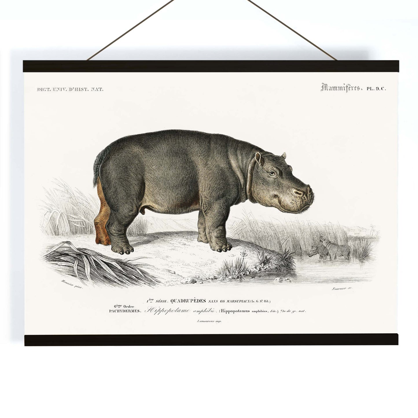Detailed illustration of a hippopotamus in its natural habitat by Charles Dessalines D Orbigny titled Hippopotamus Hippopotame Amphibie poster, with wooden magnetic frame on white background