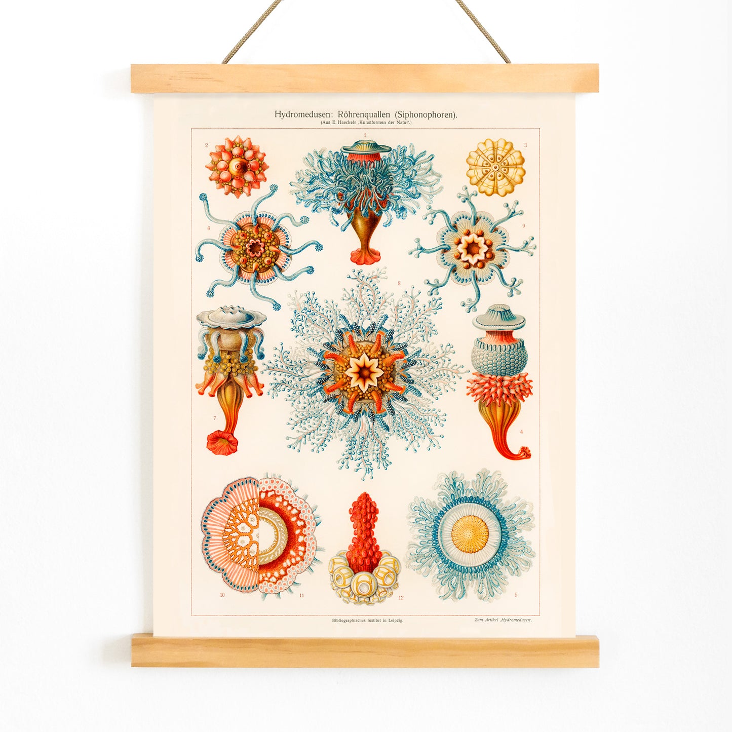 Colorful vintage jellyfish illustration by E Haeckels with intricate marine details scientific drawing and poster artwork, with wooden magnetic frame on white background