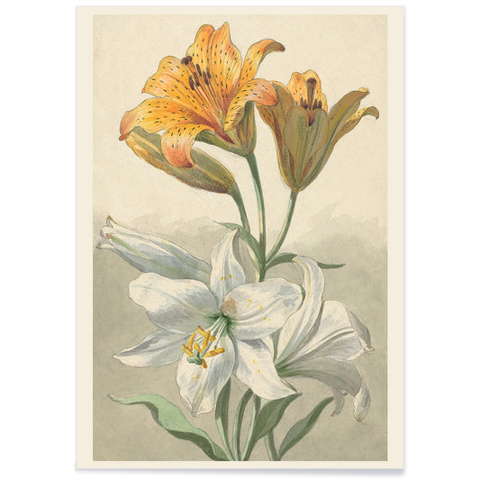 Yellow and white lilies botanical art by Willem van Leen poster floral artwork illustration, with black aluminium frame on white background
