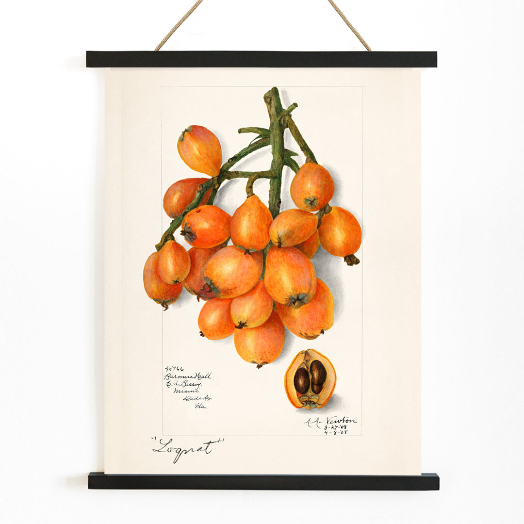 Botanical illustration and poster of orange loquat fruit cluster with seeds by Amanda Almira Newton titled Loquats Eriobotrya Japonica wall decor, with wooden magnetic frame on white background