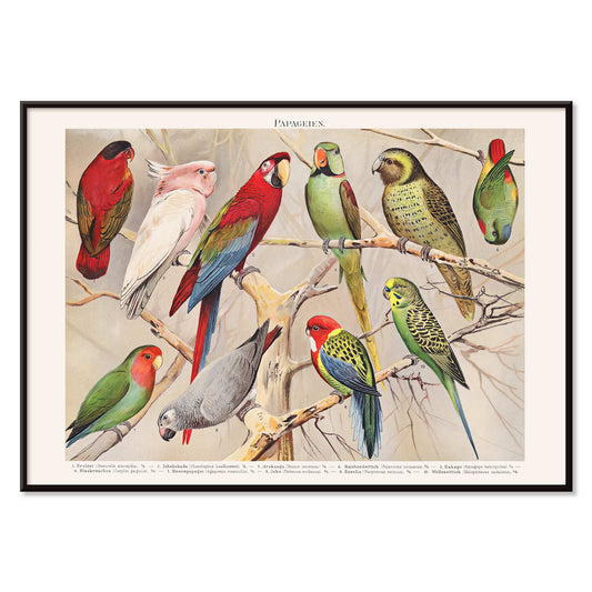 Colorful parrots perched on branches Papagein I artwork by Institut of Leipzig vintage illustration poster, with black aluminium frame on white background