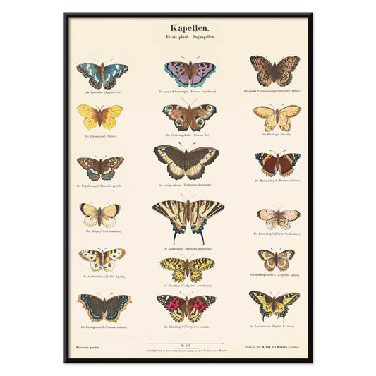 Vintage butterfly illustration and poster showing various butterfly species from Collection of Butterflies by Ernst Frohlich detailed artwork, with black aluminium frame on white background