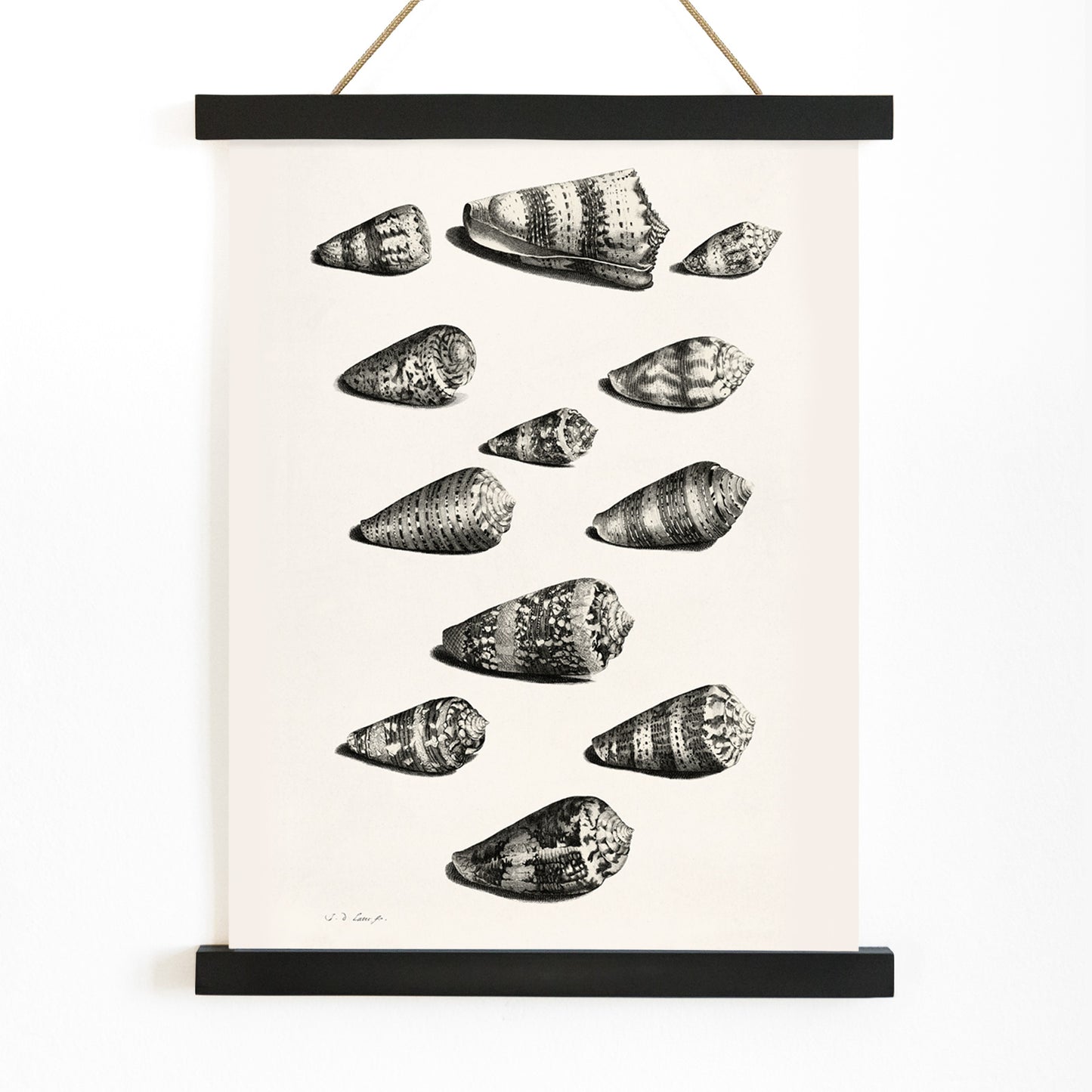 Detailed poster illustration of twelve different snail shells from various species artwork by Jacob de Later, with wooden magnetic frame on white background