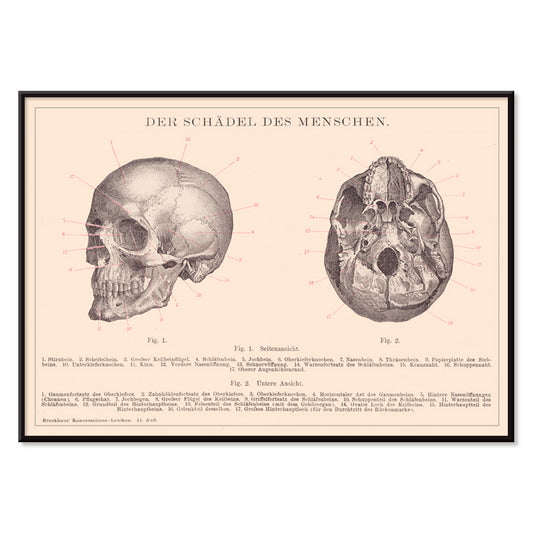 Detailed anatomical illustration and educational poster of human skull side and bottom views by Institute of Liepzig, with black aluminium frame on white background