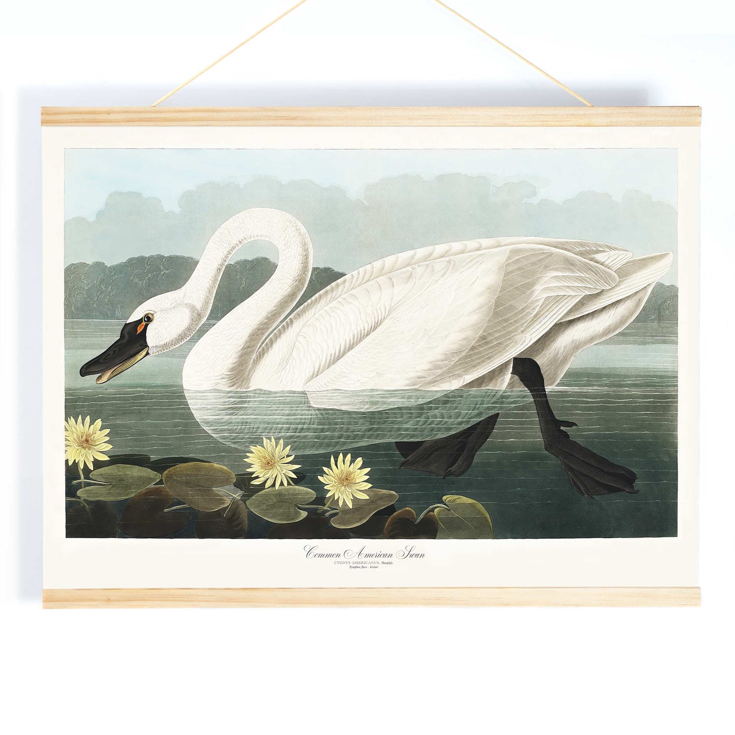 American Swan swimming among yellow water lilies artwork by John James Audubon Birds of America wall decor poster, with wooden magnetic frame on white background