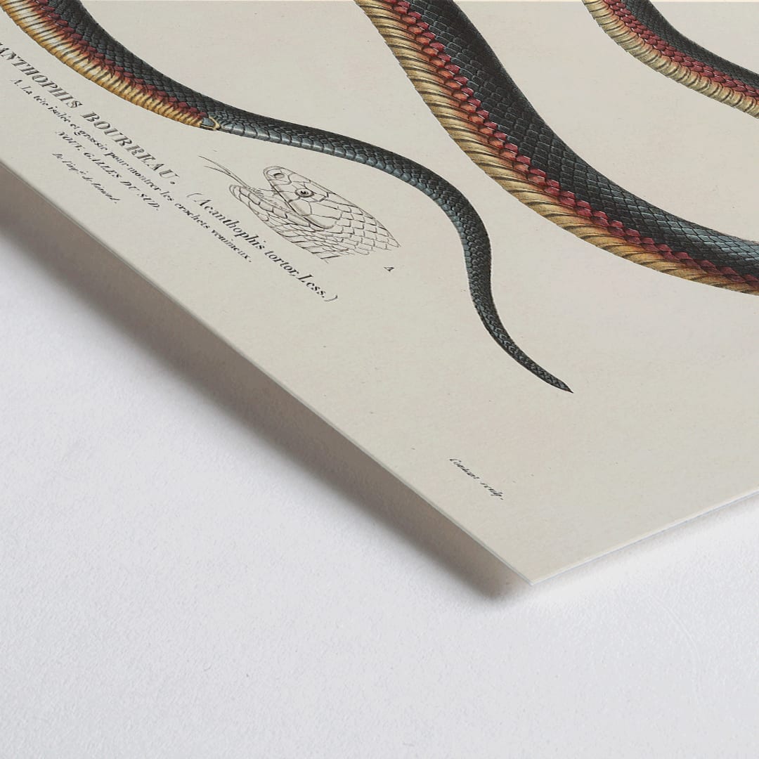 Closeup detail of Detailed illustration of a coiled snake by Louis-Isidore Duperrey from Voyage autour du monde Pl.006 poster