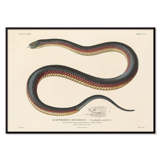 Detailed illustration of a coiled snake by Louis-Isidore Duperrey from Voyage autour du monde Pl.006 poster, with black aluminium frame on white background
