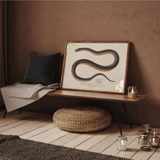 Detailed illustration of a coiled snake by Louis-Isidore Duperrey from Voyage autour du monde Pl.006 poster, framed and displayed in home decor
