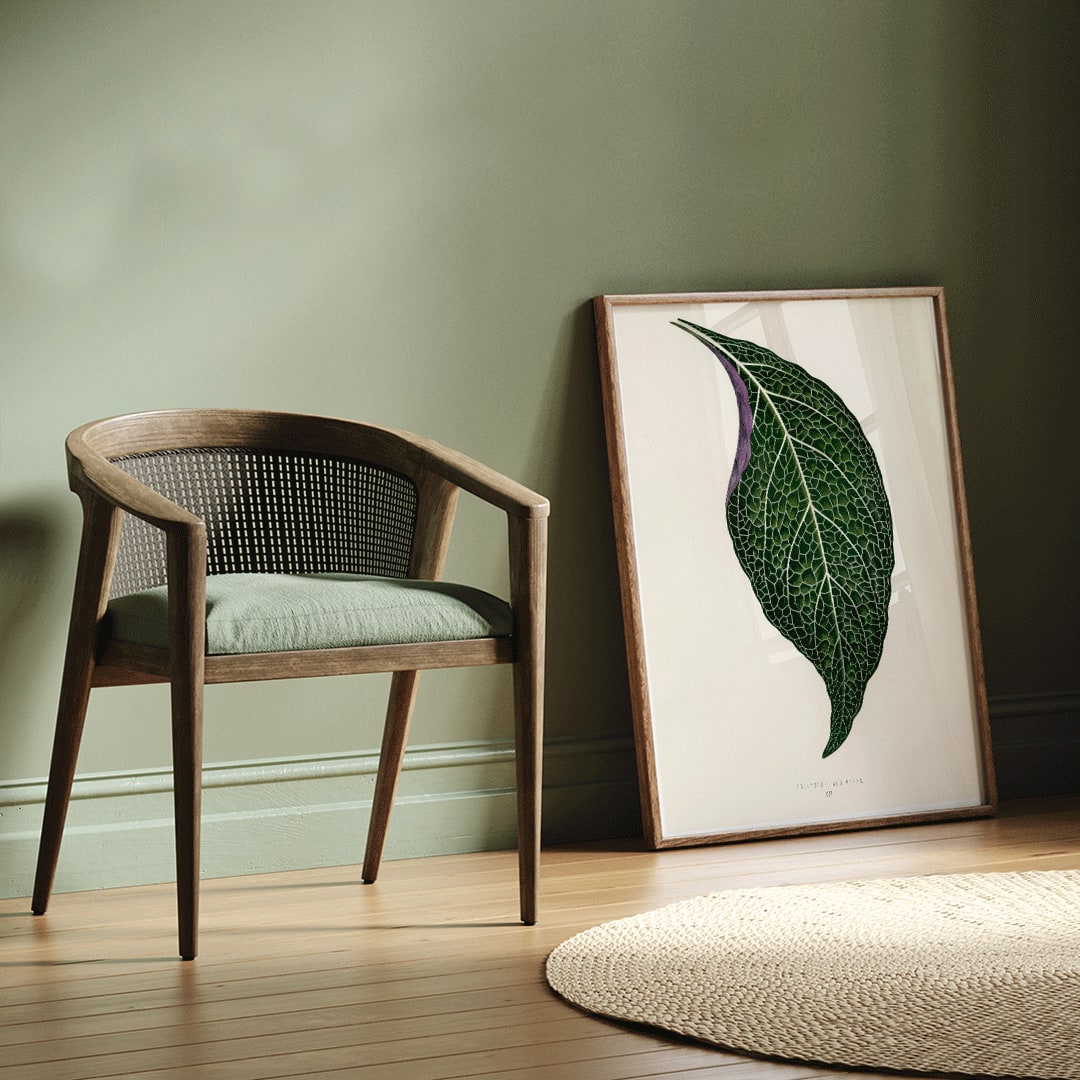 Detailed botanical illustration poster of Adelaster Albivenis by Shirley Hibberd showing a green leaf with purple veins, framed and displayed in home decor