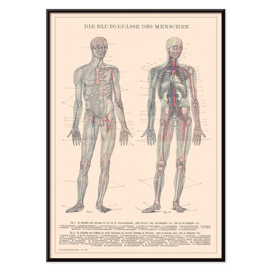 Anatomical illustration and poster of human circulatory system and blood vessels titled Human Blood System by Institute of Liepzig for educational use, with black aluminium frame on white background