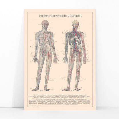 Anatomical illustration and poster of human circulatory system and blood vessels titled Human Blood System by Institute of Liepzig for educational use, framed and displayed in modern living room decor