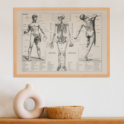 Vintage anatomical poster showing human body and skeleton anatomical diagrams by Larousse Pierre Auge and Claude, framed and displayed in home decor
