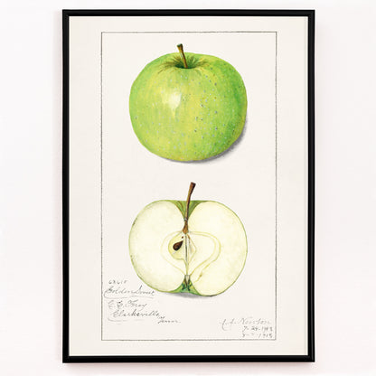 Closeup detail of Green apple whole and sliced botanical illustration and poster artwork Apples Malus Domestica by Amanda Almira Newton
