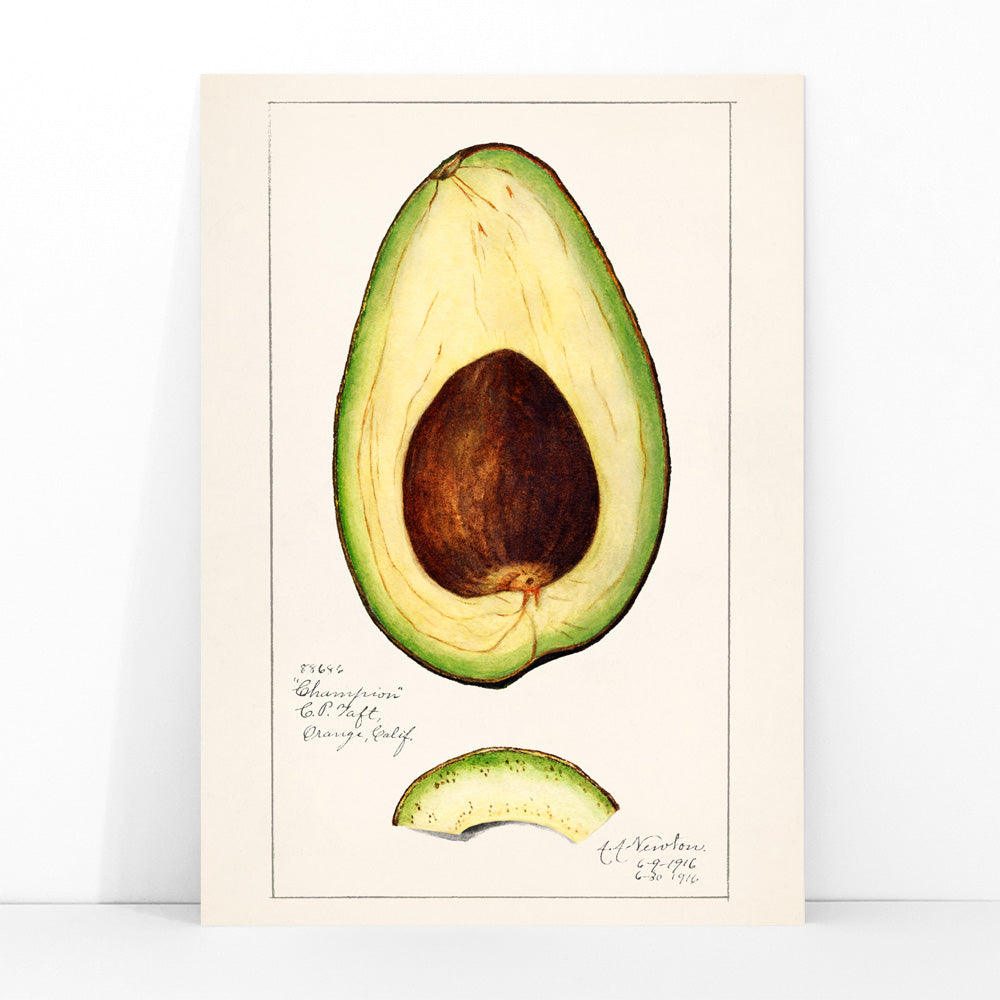 Botanical illustration of avocado fruit and sliced avocado by Amanda Almira Newton Avocado Persea wall art decor poster, framed and displayed in modern living room decor