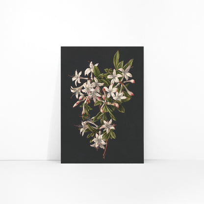Botanical illustration poster of white azalea flowers and green leaves on a branch by M de Gijselaar titled Branch of Azaleas in Bloom, framed and displayed in modern living room decor