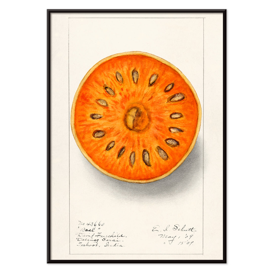 Botanical illustration of sliced orange bael fruit Aegle Marmelos by Ellen Isham Schutt artwork poster, with black aluminium frame on white background