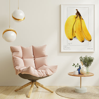 Botanical artwork of ripe yellow bananas Musa by Ellen Isham Schutt realistic illustration and poster suitable for botanical decor, framed and displayed in home decor