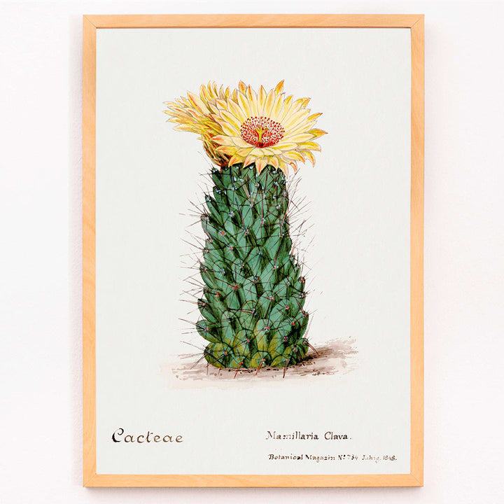 Beehive cactus illustration and poster blooming cactus from Familie Der Cacteen, framed and displayed in modern living room decor