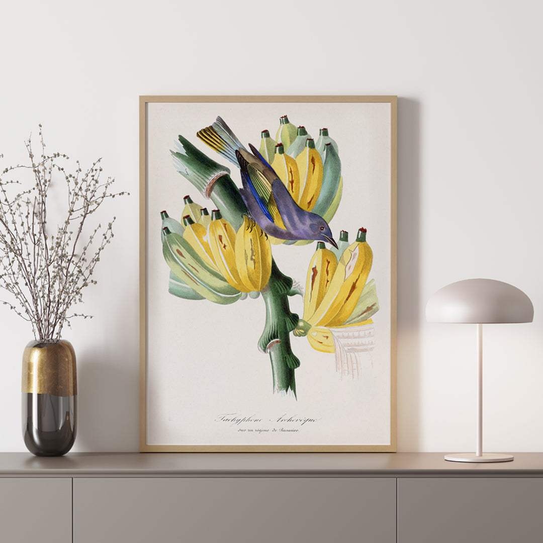 Colorful Tachyphone archeveque bird perched on banana tree illustration from Le Jardin Des Plantes by Paul Gervais wall decor poster, framed and displayed in home decor