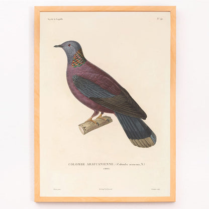Colorful bird perched on a branch by Louis Isidore Duperrey from Voyage autour du monde Pl 148 illustration and poster, framed and displayed in modern living room decor