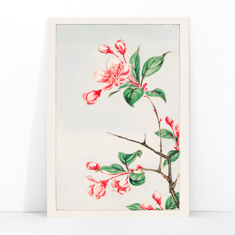Botanical illustration and poster of pink and red cherry blossom branch with green leaves Kaido pyrus spectabalis by Megata Morikaga, framed and displayed in modern living room decor