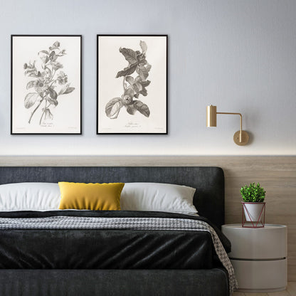 Black and white botanical illustration of marigold flowers by Pierre Francois Legrand titled Black and White Marigold poster, framed and displayed in home decor