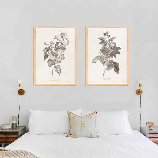Botanical illustration of blooming Rose de Provins branch by Jean Godefroy poster, framed and displayed in home decor