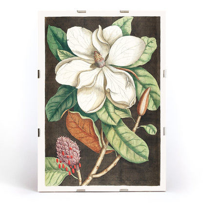 Laurel Tree Magnolia altissima botanical illustration and poster from The natural history of Carolina Florida and the Bahama Islands by Mark Catesby, framed and displayed in modern living room decor