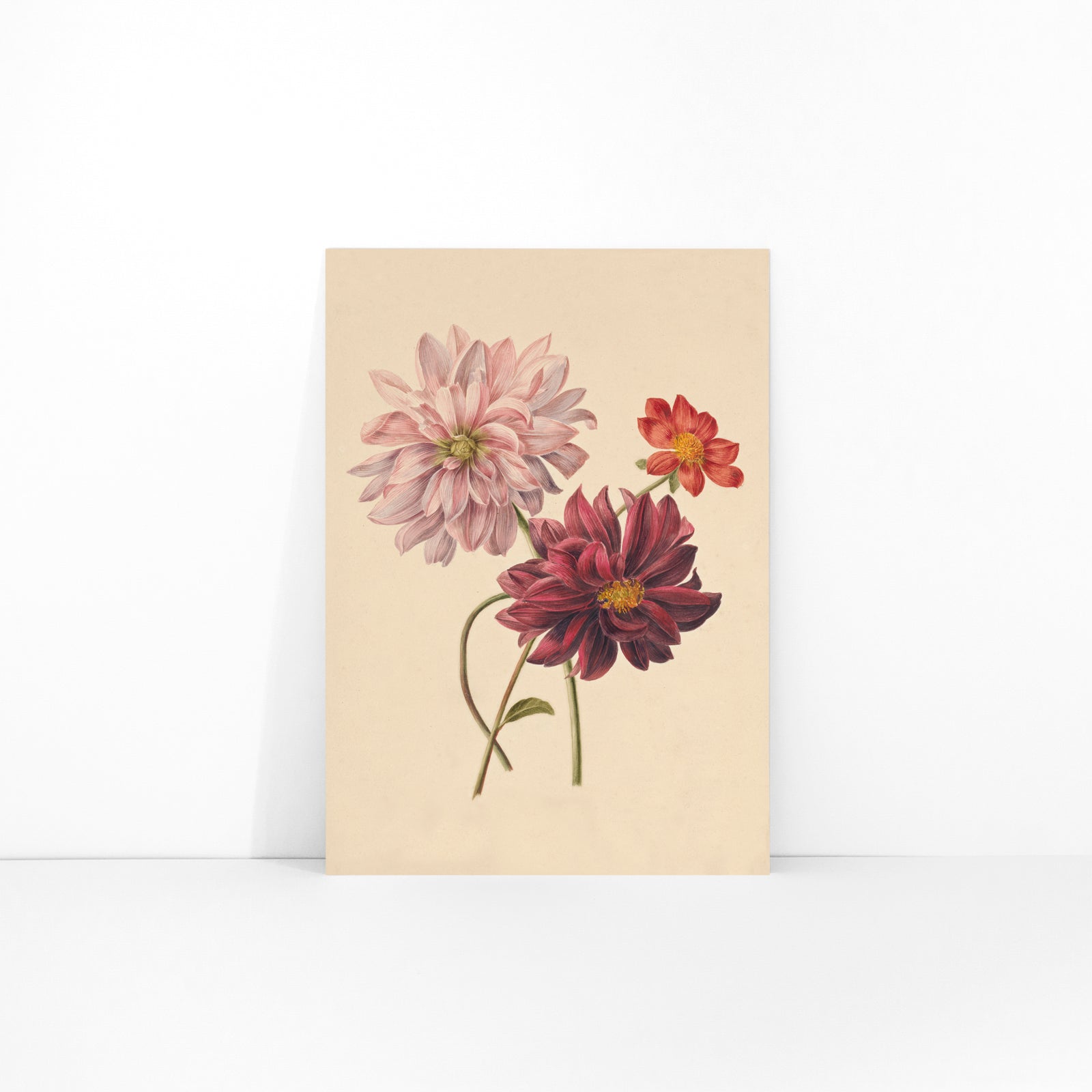 Botanical illustration poster of colorful dahlias in soft pink red and burgundy by Willem Hekking, framed and displayed in modern living room decor