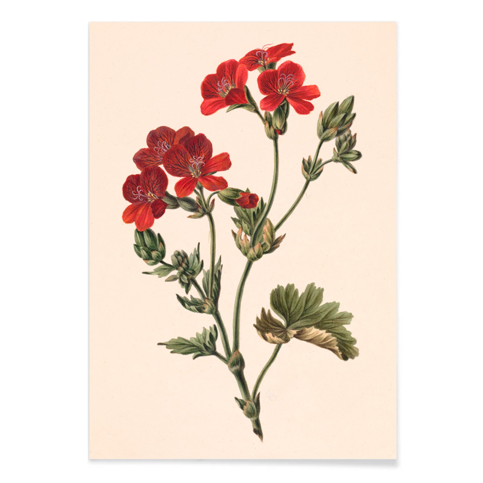 Botanical illustration of red flowers with green leaves by M de Gijselaar poster artwork, with black aluminium frame on white background