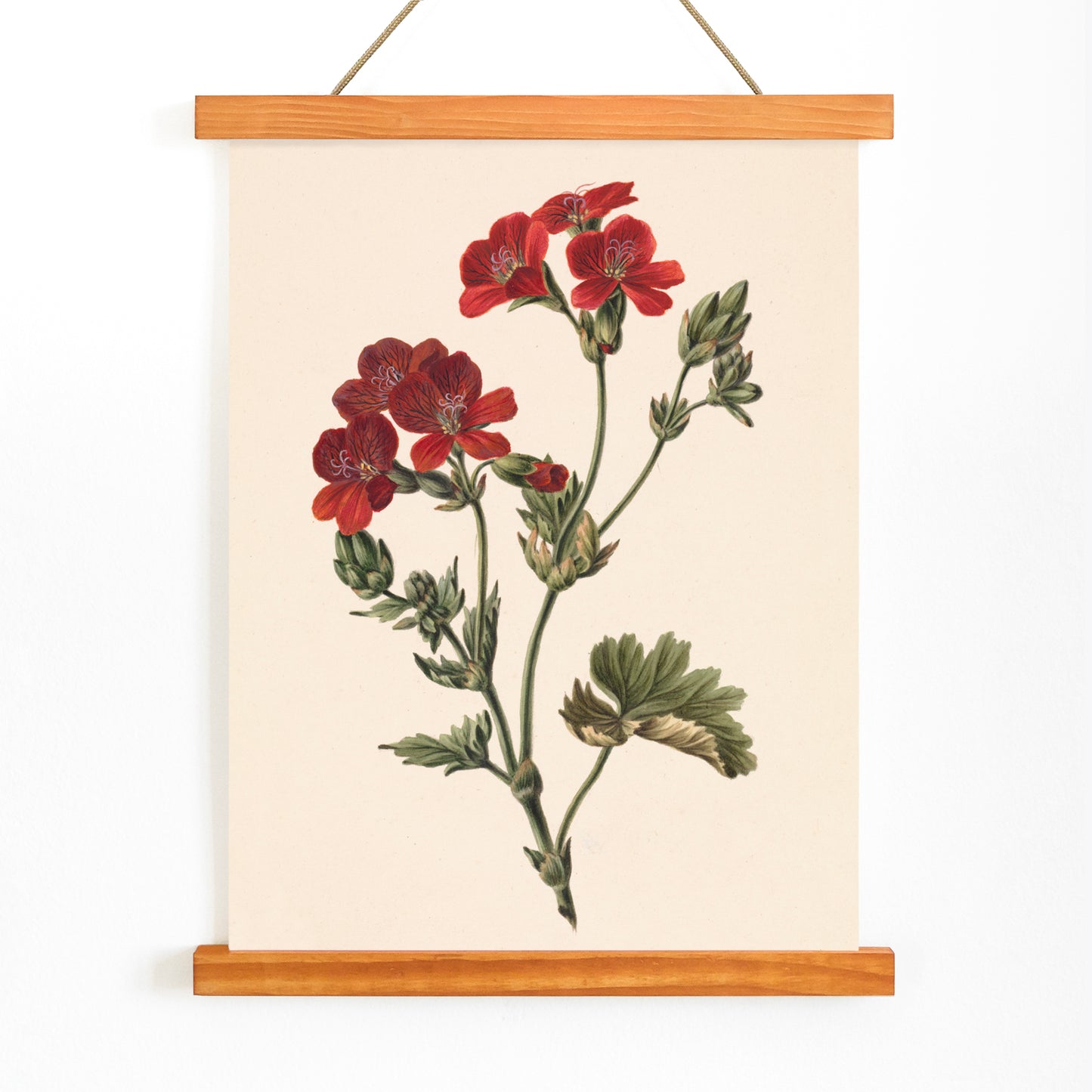 Botanical illustration of red flowers with green leaves by M de Gijselaar poster artwork, with wooden magnetic frame on white background