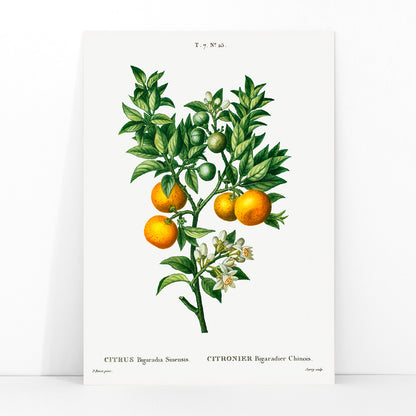Bitter sweet oranges on a branch botanical illustration by Pierre Joseph Redoute Citrus Bigaradia Sinensis artwork poster, framed and displayed in modern living room decor
