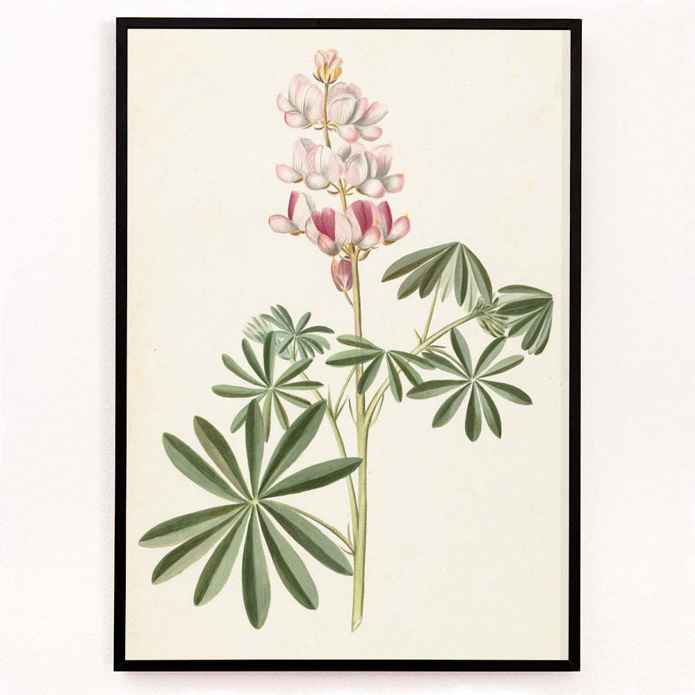 Closeup detail of Botanical illustration poster of lupine flowers with green leaves by Alida Withoos