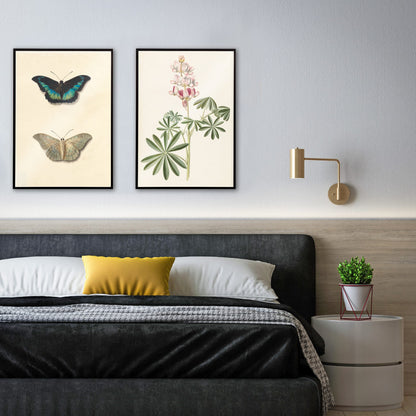 Botanical illustration poster of lupine flowers with green leaves by Alida Withoos, framed and displayed in home decor