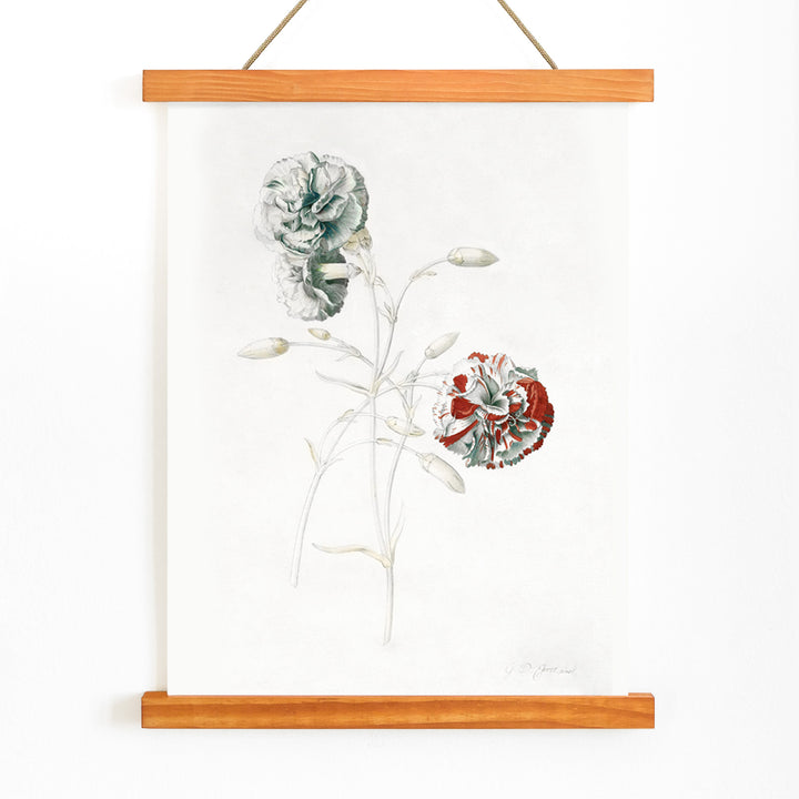 Botanical illustration of carnations titled Carnations by Georg Dionysius Ehret detailed flower artwork poster, with wooden magnetic frame on white background
