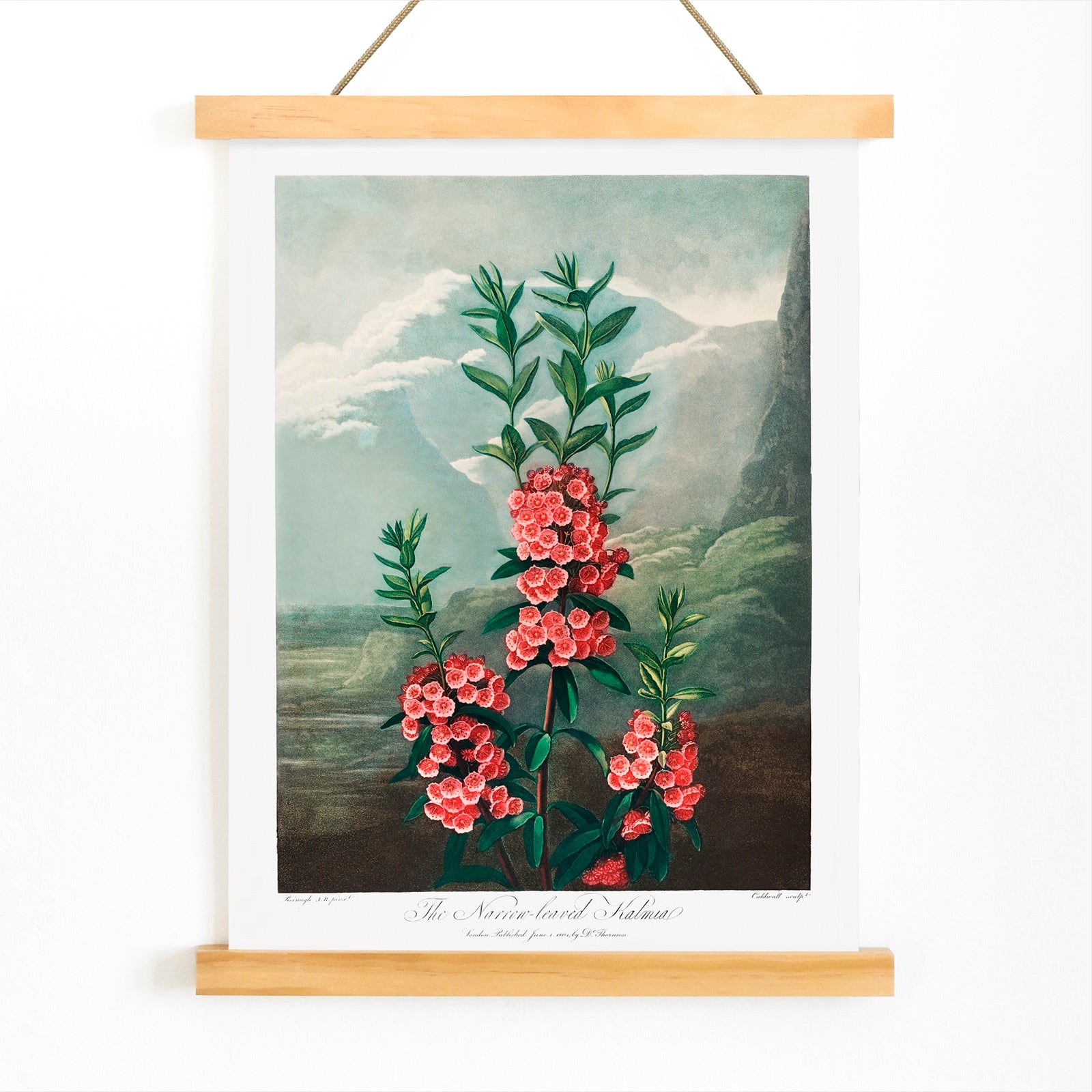 Narrow leaved kalmia botanical illustration and poster by Robert John Thornton featuring vibrant pink flowers green leaves and mountain background from The Temple of Flora, with wooden magnetic frame on white background