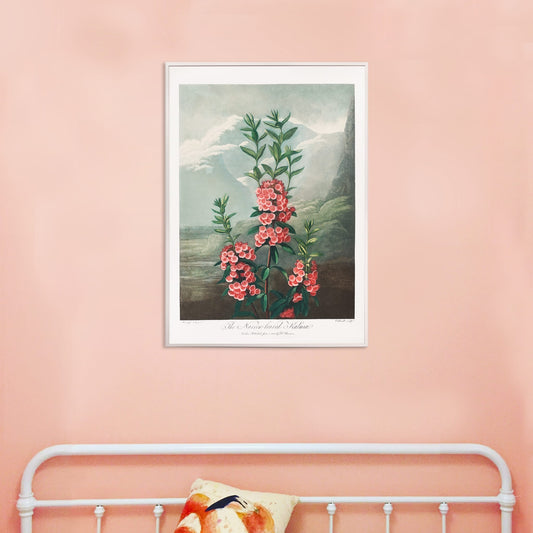 Narrow leaved kalmia botanical illustration and poster by Robert John Thornton featuring vibrant pink flowers green leaves and mountain background from The Temple of Flora, framed and displayed in home decor