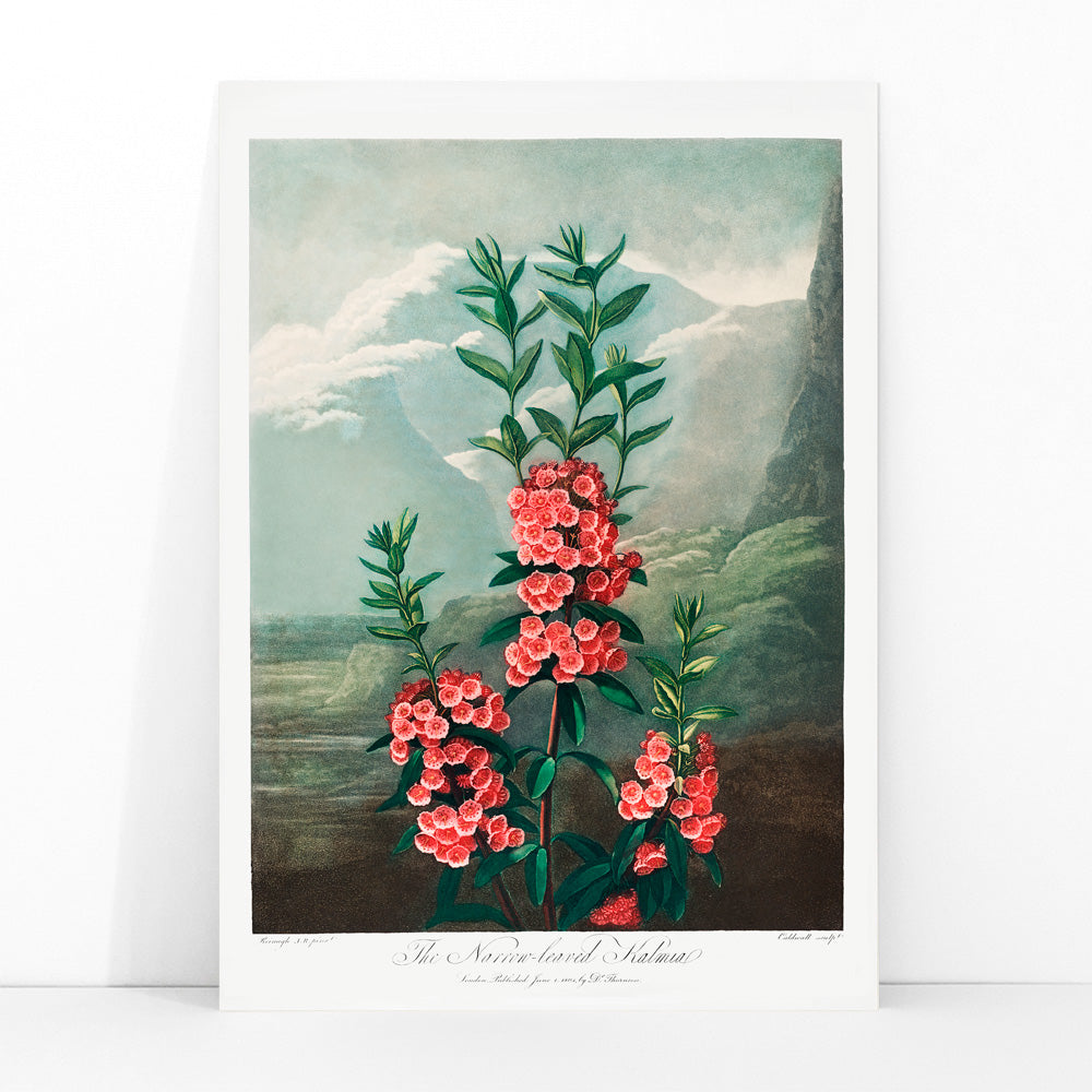 Narrow leaved kalmia botanical illustration and poster by Robert John Thornton featuring vibrant pink flowers green leaves and mountain background from The Temple of Flora, framed and displayed in modern living room decor