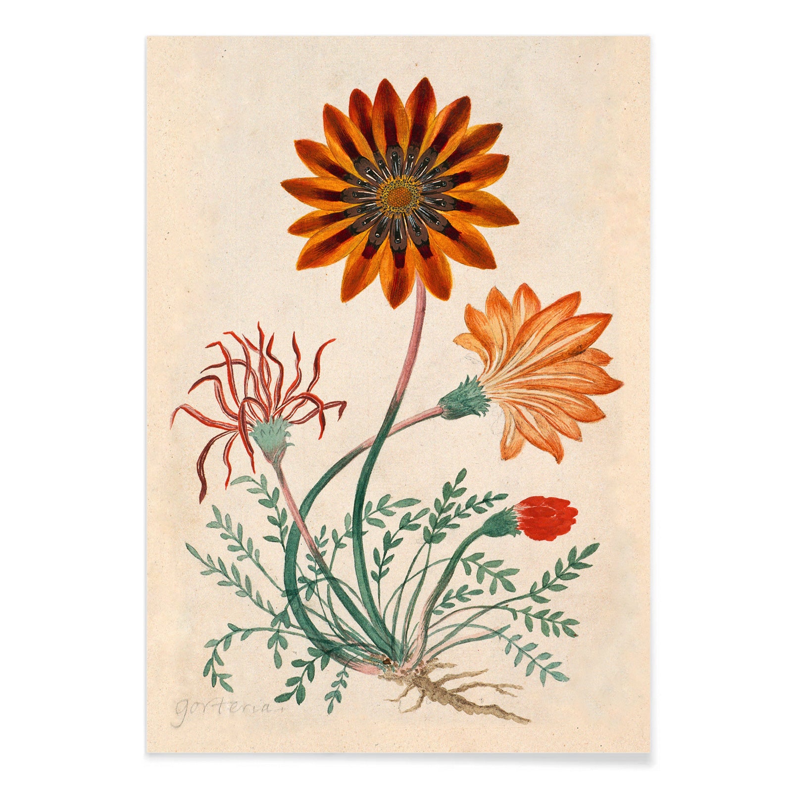 Botanical illustration poster of orange and red Gorteria diffusa flowers with green leaves by Robert Jacob Gordon, with black aluminium frame on white background