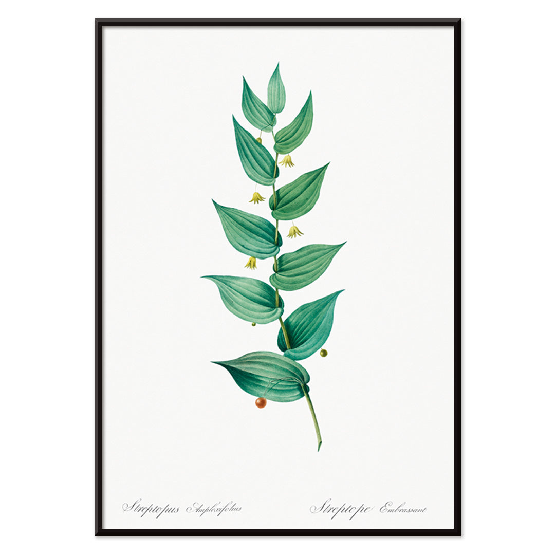 Botanical illustration poster of twistedstalk plant from Les liliacees by Pierre Joseph Redoute with green leaves and berries, with black aluminium frame on white background