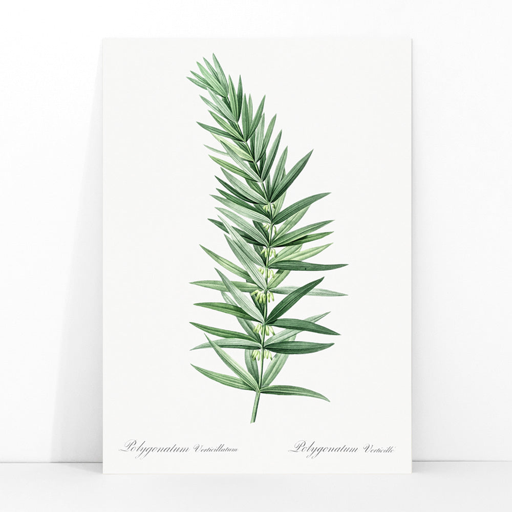 Whorled Solomons seal botanical illustration by Pierre-Joseph Redoute detailed artwork poster on white background, framed and displayed in modern living room decor