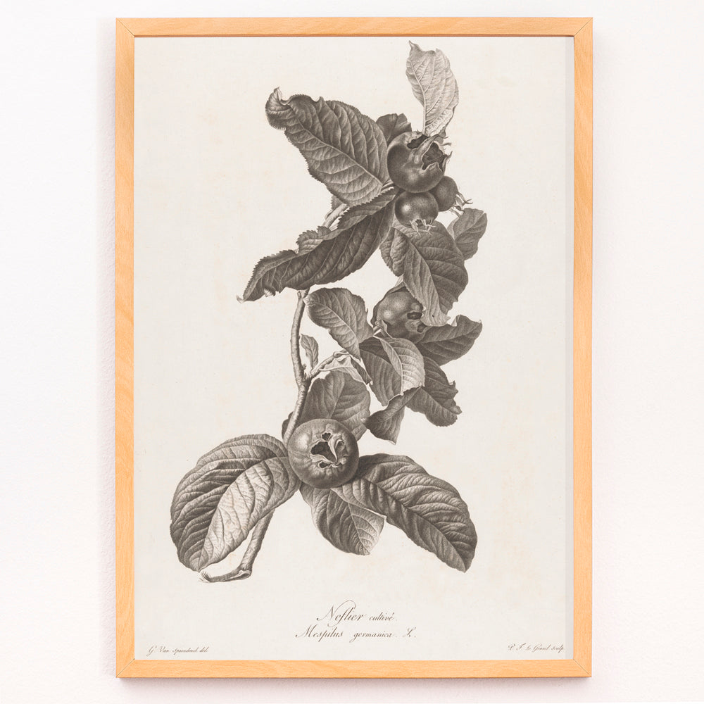Closeup detail of Black and white botanical illustration of medlar fruit and leaves by Pierre Francois Legrand