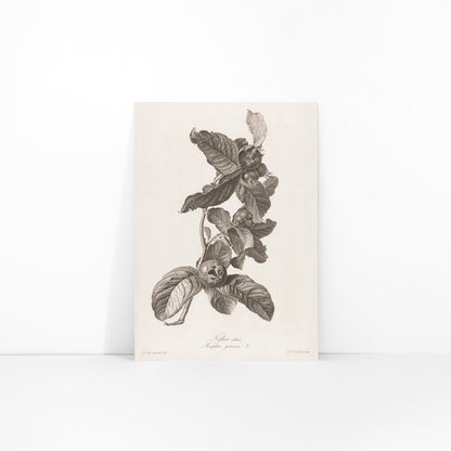 Black and white botanical illustration of medlar fruit and leaves by Pierre Francois Legrand, framed and displayed in modern living room decor