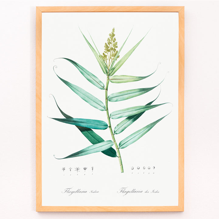 Closeup detail of Botanical bush cane illustration with green leaves by Pierre-Joseph Redoute from Les liliacees artwork poster
